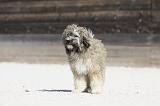 PETIT CHIEN LION 229